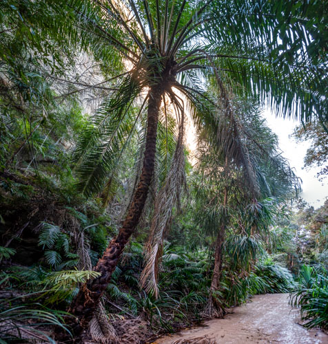 Le palmier Ravenea Lakatra dans le massif du Makay