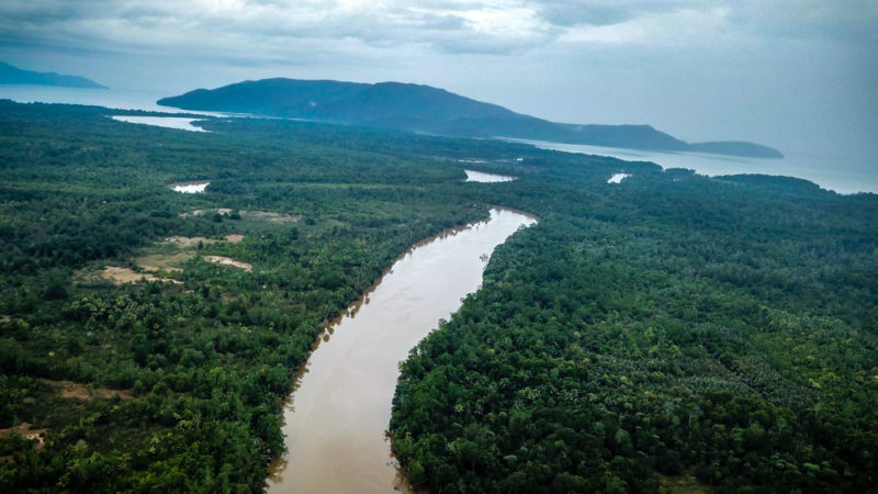 The mangrove of Lasolo delta on Sulawesi island