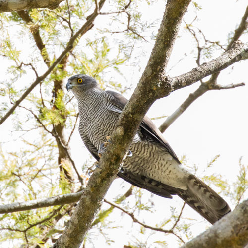 Henst's Goshawk in Madagascar