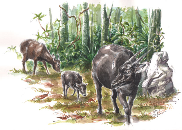 Anoa family in Sulawesi