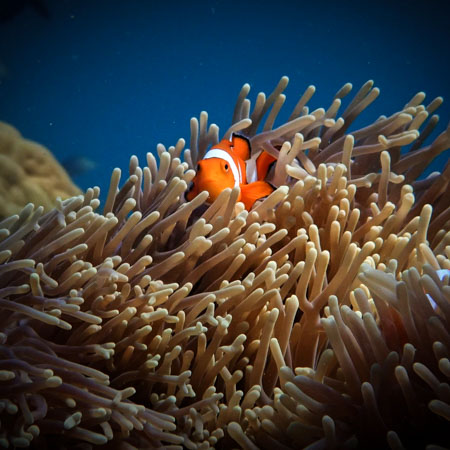 Clownfish in Sulawesi