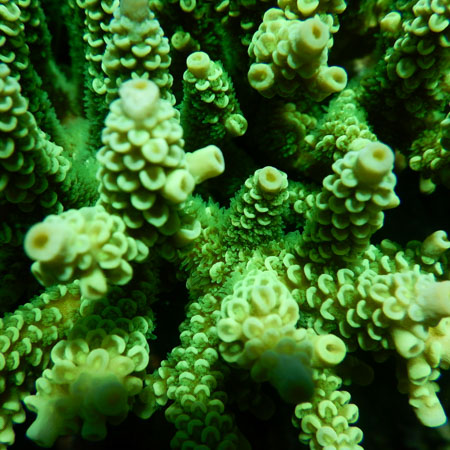 Corail à Sulawesi