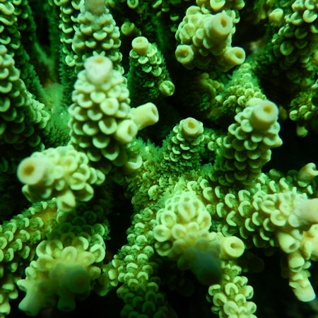 Reef in Sulawesi