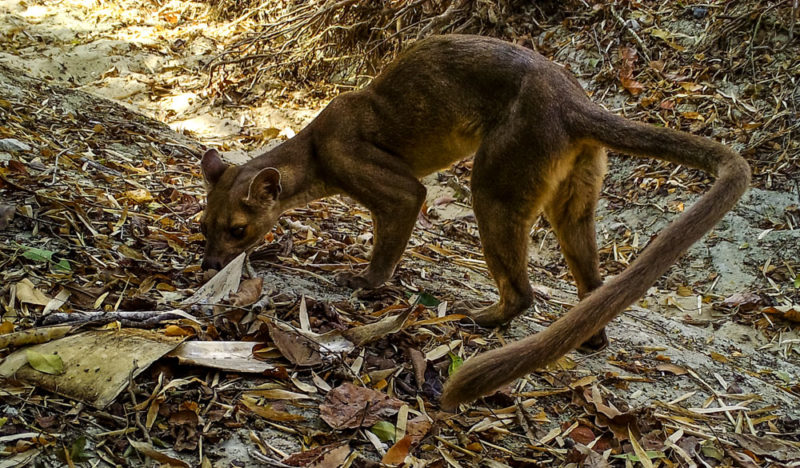 First image of the fossa captured in the Makay in 2017