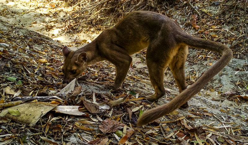 Première image du fossa capturée dans le Makay en 2017