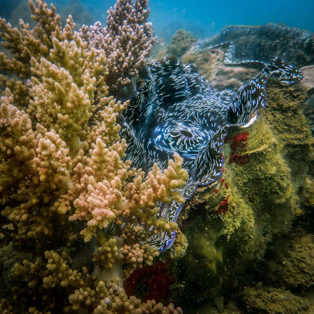 Giant clam in Sulawesi