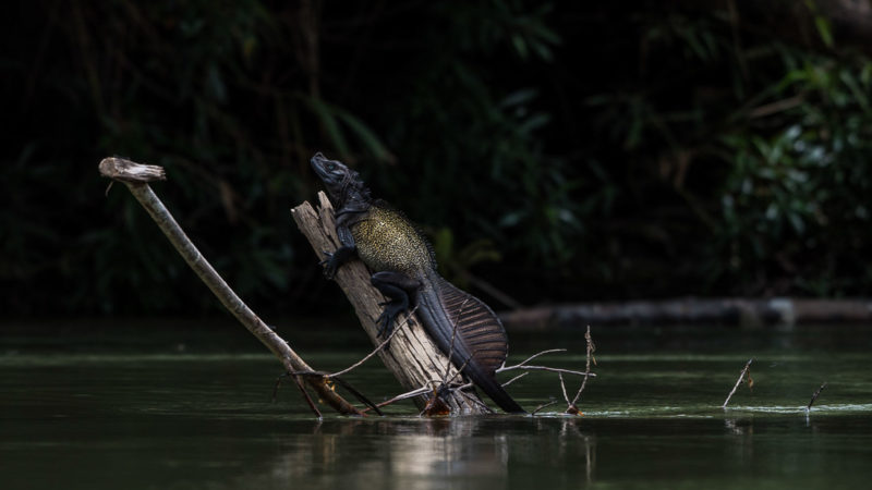 Hydrosaur on Sulawesi island