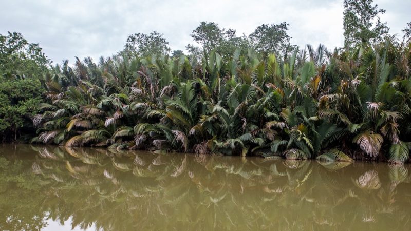 Mangrove sur l'île de Sulawesi