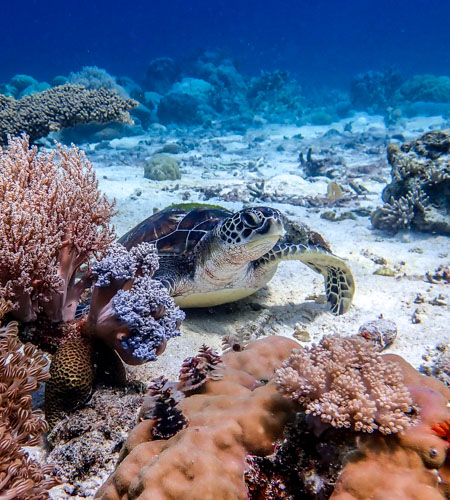 The coral reefs of Sulawesi