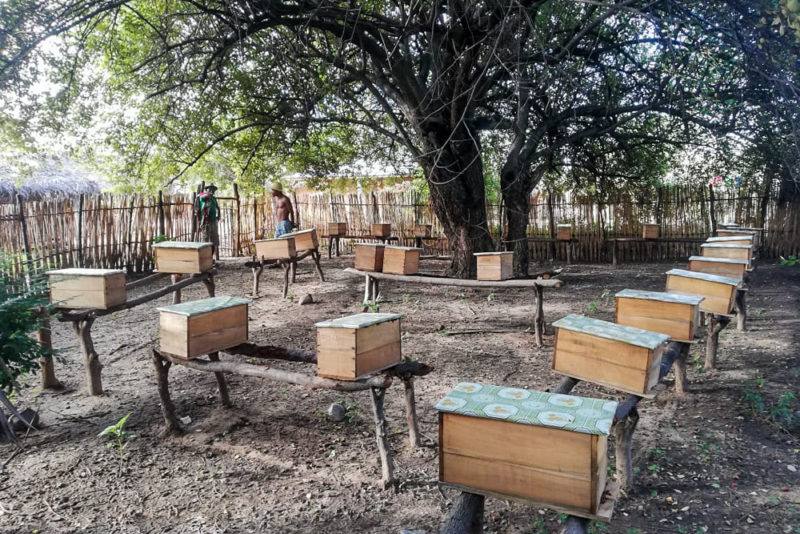 North Makay apiary in Madagascar