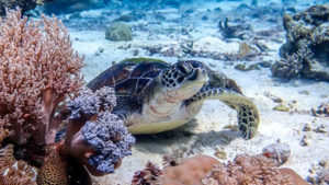 The coral reefs of Sulawesi