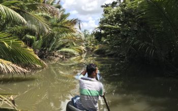 The mangroves of the Lasolo delta