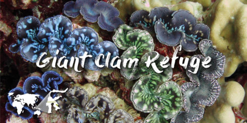 Giant Clam Refuge conservation project: Giant Clam Refuge