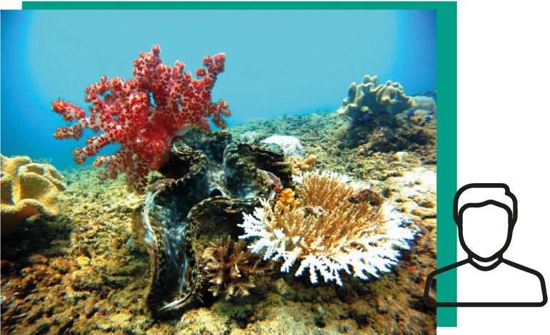 Corals and Giant Clam