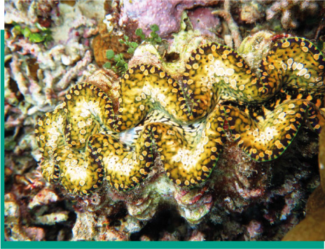 A yellow giant clam