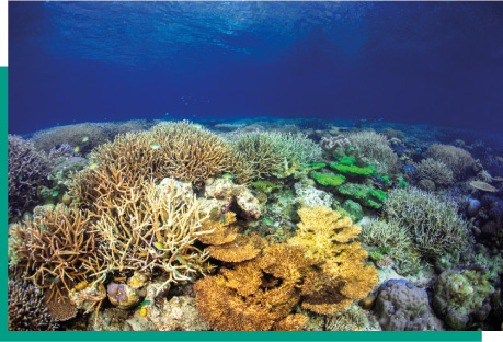 Coral reef