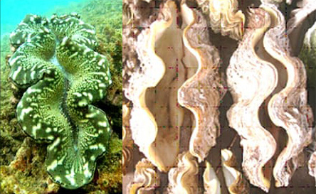 Tridacna-Maxima