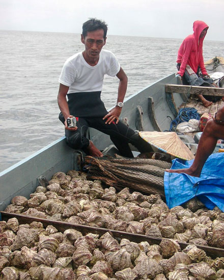 Transportation of giant clams © Toli Toli Giant Clam Conservation