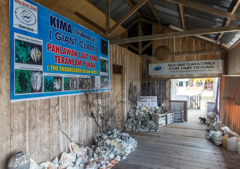 Le 'musée des bénitiers' de l'association Toli Toli Giant Clam Conservation sur l'île de Sulawesi en Indonésie