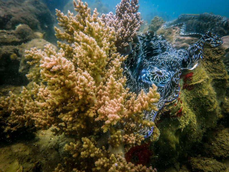 A specimen of the Tridacna Derasa giant clam on the island of Sulawesi, Indonesia