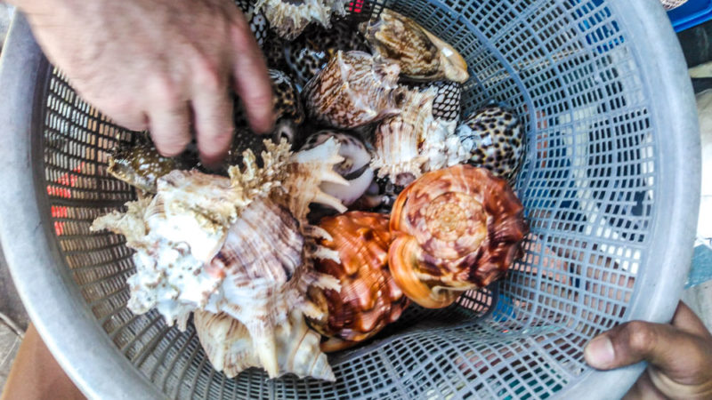 Braconnage d'espèces de mollusques protégées en Indonésie