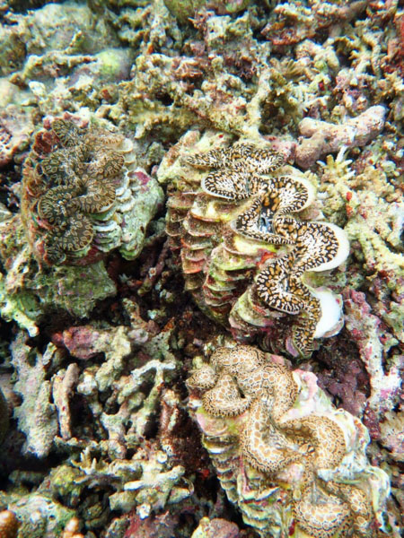 Bénitiers T. Noae ou teardrop clam