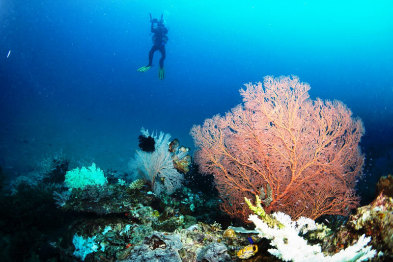 Récif corallien sous-marin dans la baie de Matarape, Sulawesi, Indonésie