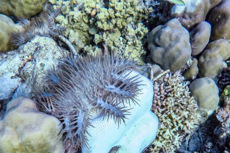 Acanthaster planci ou étoile de mer couronnes d'épines