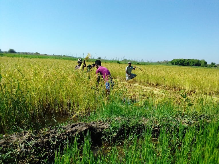 Récolte du riz à Tsiazorambo ©Julienne Raharisoa/Naturevolution