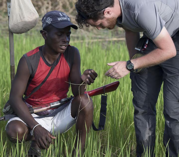 Observation du riz et de ses maladies