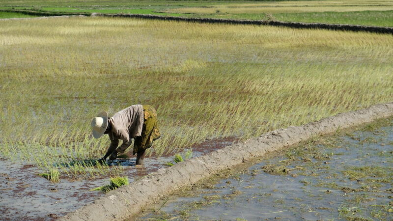 Traditional rice farming along the Makay River © Hélène Fabre/Naturevolution