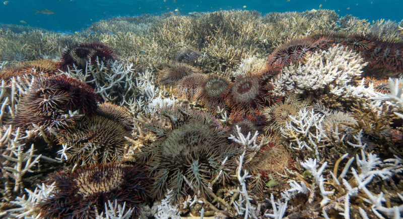 Crown-of-thorns outbreak in New Caledonia 