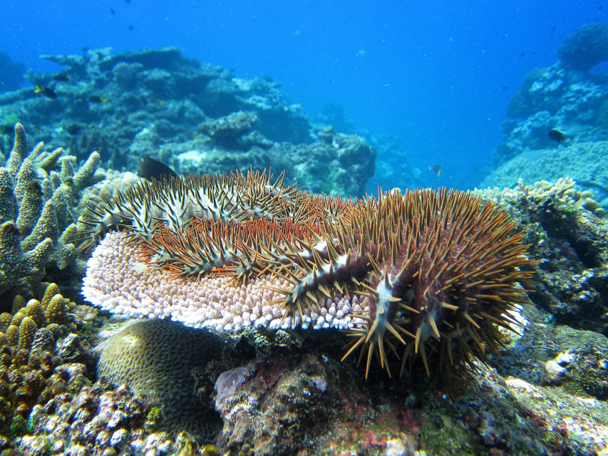 Crown-of-thorns starfish