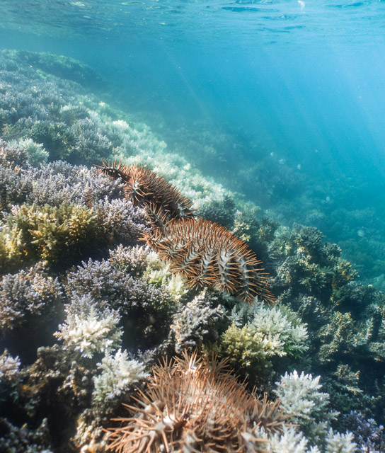 Crown-of-thorns starfish outbreak